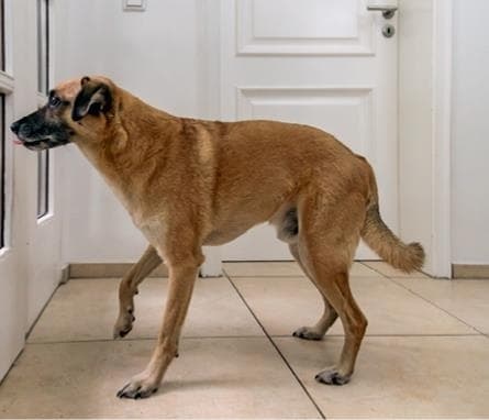 Иллюстрация к книге — Идеальная собака не выгуливает хозяина. Как воспитать собаку без вредных привычек [i_054.jpg]