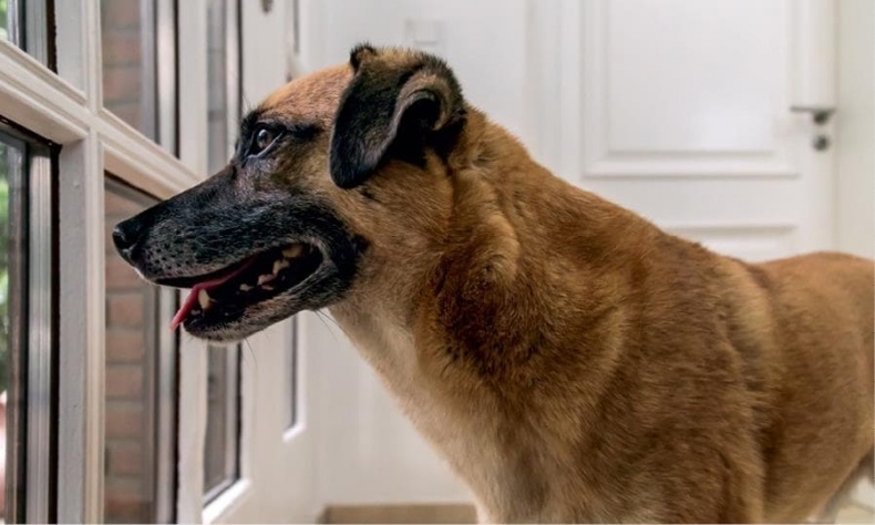 Иллюстрация к книге — Идеальная собака не выгуливает хозяина. Как воспитать собаку без вредных привычек [i_055.jpg]