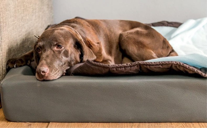 Иллюстрация к книге — Идеальная собака не выгуливает хозяина. Как воспитать собаку без вредных привычек [i_065.jpg]