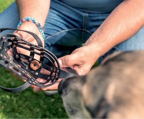 Иллюстрация к книге — Идеальная собака не выгуливает хозяина. Как воспитать собаку без вредных привычек [i_089.jpg]