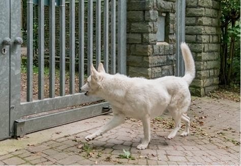 Иллюстрация к книге — Идеальная собака не выгуливает хозяина. Как воспитать собаку без вредных привычек [i_093.jpg]