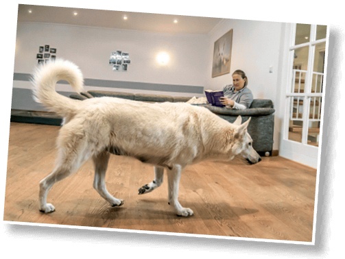 Иллюстрация к книге — Идеальная собака не выгуливает хозяина. Как воспитать собаку без вредных привычек [i_100.jpg]