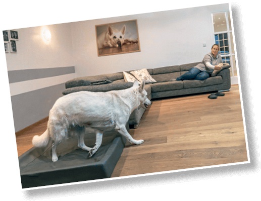 Иллюстрация к книге — Идеальная собака не выгуливает хозяина. Как воспитать собаку без вредных привычек [i_103.jpg]