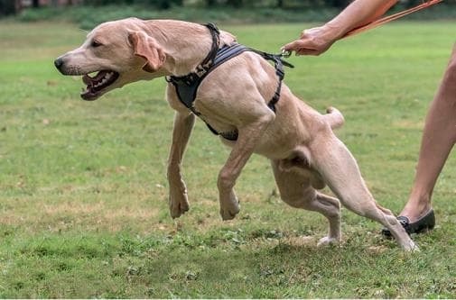 Иллюстрация к книге — Идеальная собака не выгуливает хозяина. Как воспитать собаку без вредных привычек [i_105.jpg]