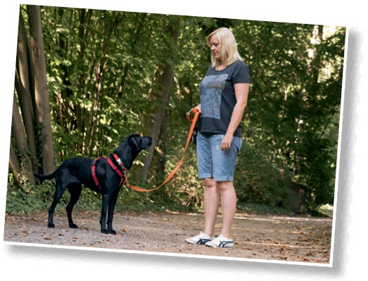 Иллюстрация к книге — Идеальная собака не выгуливает хозяина. Как воспитать собаку без вредных привычек [i_109.jpg]