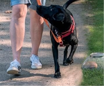 Иллюстрация к книге — Идеальная собака не выгуливает хозяина. Как воспитать собаку без вредных привычек [i_118.jpg]