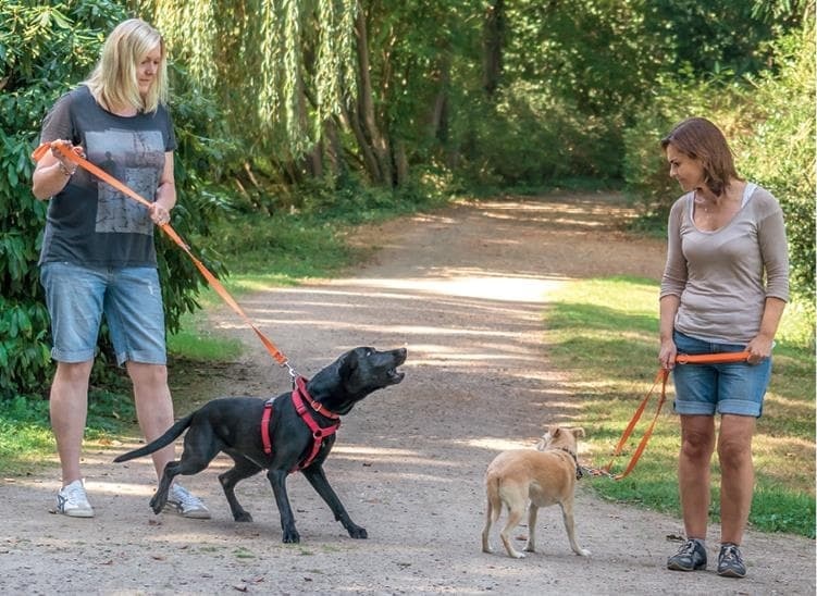 Иллюстрация к книге — Идеальная собака не выгуливает хозяина. Как воспитать собаку без вредных привычек [i_122.jpg]