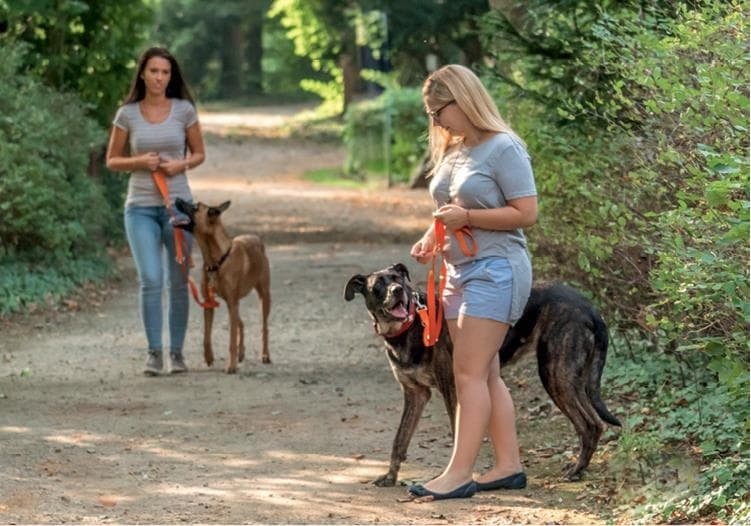 Иллюстрация к книге — Идеальная собака не выгуливает хозяина. Как воспитать собаку без вредных привычек [i_123.jpg]