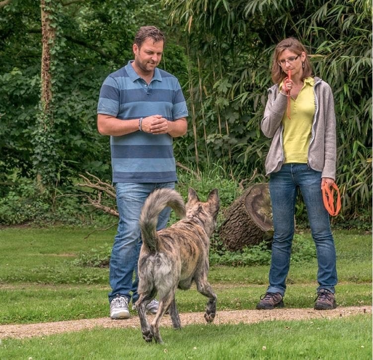 Иллюстрация к книге — Идеальная собака не выгуливает хозяина. Как воспитать собаку без вредных привычек [i_132.jpg]