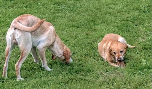 Иллюстрация к книге — Идеальная собака не выгуливает хозяина. Как воспитать собаку без вредных привычек [i_134.jpg]