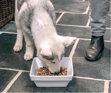 Иллюстрация к книге — Идеальная собака не выгуливает хозяина. Как воспитать собаку без вредных привычек [i_135.jpg]