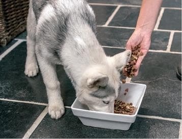 Иллюстрация к книге — Идеальная собака не выгуливает хозяина. Как воспитать собаку без вредных привычек [i_137.jpg]