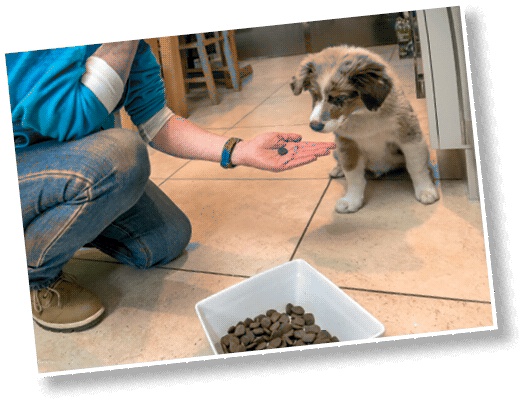 Иллюстрация к книге — Идеальная собака не выгуливает хозяина. Как воспитать собаку без вредных привычек [i_139.jpg]