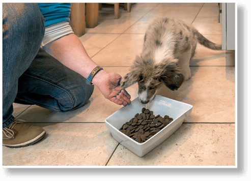 Иллюстрация к книге — Идеальная собака не выгуливает хозяина. Как воспитать собаку без вредных привычек [i_140.jpg]