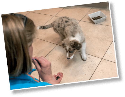 Иллюстрация к книге — Идеальная собака не выгуливает хозяина. Как воспитать собаку без вредных привычек [i_141.jpg]