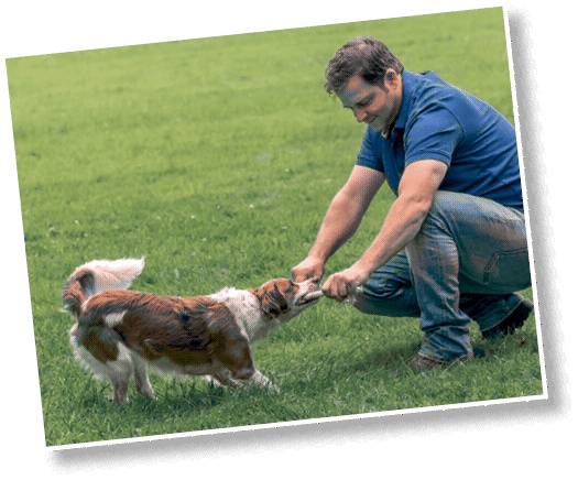 Иллюстрация к книге — Идеальная собака не выгуливает хозяина. Как воспитать собаку без вредных привычек [i_147.jpg]