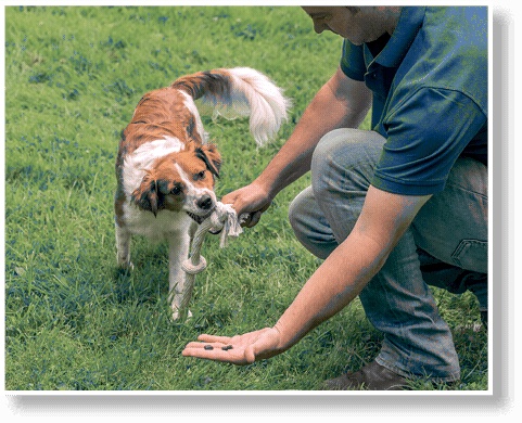 Иллюстрация к книге — Идеальная собака не выгуливает хозяина. Как воспитать собаку без вредных привычек [i_148.jpg]