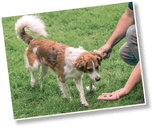 Иллюстрация к книге — Идеальная собака не выгуливает хозяина. Как воспитать собаку без вредных привычек [i_149.jpg]