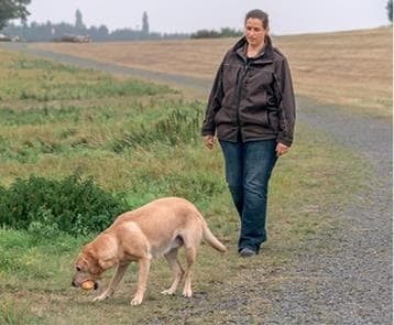 Иллюстрация к книге — Идеальная собака не выгуливает хозяина. Как воспитать собаку без вредных привычек [i_151.jpg]