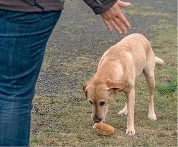 Иллюстрация к книге — Идеальная собака не выгуливает хозяина. Как воспитать собаку без вредных привычек [i_152.jpg]