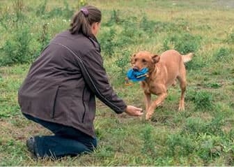 Иллюстрация к книге — Идеальная собака не выгуливает хозяина. Как воспитать собаку без вредных привычек [i_154.jpg]