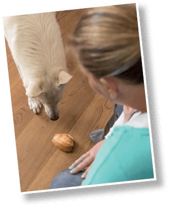 Иллюстрация к книге — Идеальная собака не выгуливает хозяина. Как воспитать собаку без вредных привычек [i_163.jpg]