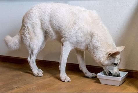 Иллюстрация к книге — Идеальная собака не выгуливает хозяина. Как воспитать собаку без вредных привычек [i_171.jpg]