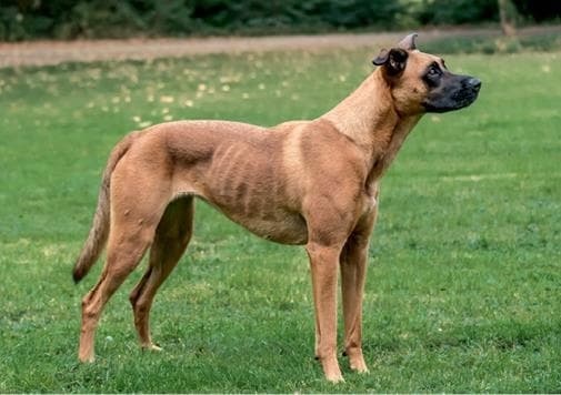 Иллюстрация к книге — Идеальная собака не выгуливает хозяина. Как воспитать собаку без вредных привычек [i_172.jpg]