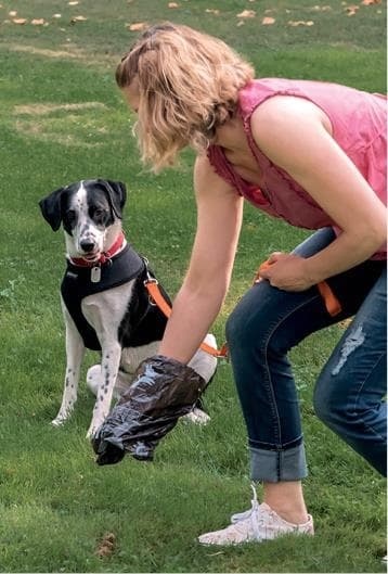 Иллюстрация к книге — Идеальная собака не выгуливает хозяина. Как воспитать собаку без вредных привычек [i_180.jpg]