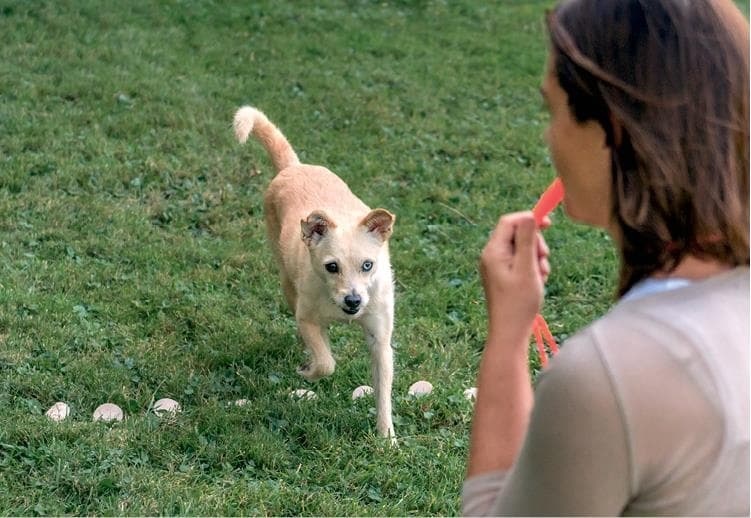 Иллюстрация к книге — Идеальная собака не выгуливает хозяина. Как воспитать собаку без вредных привычек [i_181.jpg]