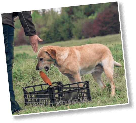 Иллюстрация к книге — Идеальная собака не выгуливает хозяина. Как воспитать собаку без вредных привычек [i_183.jpg]