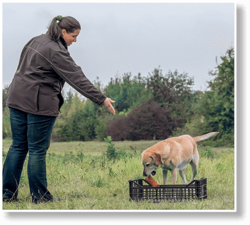 Иллюстрация к книге — Идеальная собака не выгуливает хозяина. Как воспитать собаку без вредных привычек [i_184.jpg]