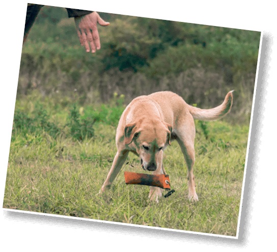 Иллюстрация к книге — Идеальная собака не выгуливает хозяина. Как воспитать собаку без вредных привычек [i_185.jpg]