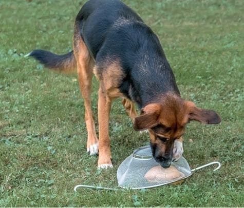 Иллюстрация к книге — Идеальная собака не выгуливает хозяина. Как воспитать собаку без вредных привычек [i_186.jpg]