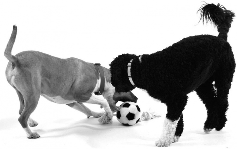 Иллюстрация к книге — Дрессировка без наказания. Пять недель, которые сделают вашу собаку лучшей в мире [i_009.jpg]