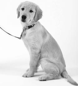 Иллюстрация к книге — Дрессировка без наказания. Пять недель, которые сделают вашу собаку лучшей в мире [i_010.jpg]