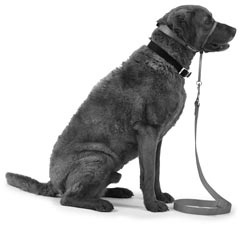 Иллюстрация к книге — Дрессировка без наказания. Пять недель, которые сделают вашу собаку лучшей в мире [i_011.jpg]