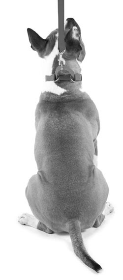 Иллюстрация к книге — Дрессировка без наказания. Пять недель, которые сделают вашу собаку лучшей в мире [i_012.jpg]