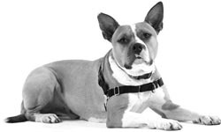 Иллюстрация к книге — Дрессировка без наказания. Пять недель, которые сделают вашу собаку лучшей в мире [i_013.jpg]