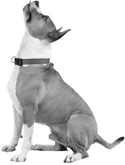 Иллюстрация к книге — Дрессировка без наказания. Пять недель, которые сделают вашу собаку лучшей в мире [i_019.jpg]