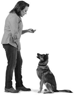 Иллюстрация к книге — Дрессировка без наказания. Пять недель, которые сделают вашу собаку лучшей в мире [i_040.jpg]