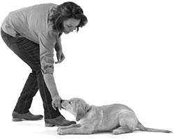 Иллюстрация к книге — Дрессировка без наказания. Пять недель, которые сделают вашу собаку лучшей в мире [i_042.jpg]