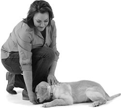 Иллюстрация к книге — Дрессировка без наказания. Пять недель, которые сделают вашу собаку лучшей в мире [i_043.jpg]