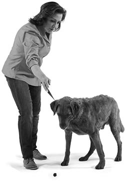 Иллюстрация к книге — Дрессировка без наказания. Пять недель, которые сделают вашу собаку лучшей в мире [i_047.jpg]