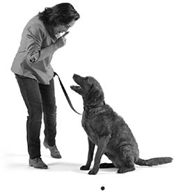 Иллюстрация к книге — Дрессировка без наказания. Пять недель, которые сделают вашу собаку лучшей в мире [i_049.jpg]