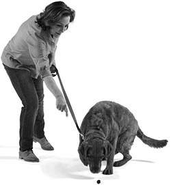 Иллюстрация к книге — Дрессировка без наказания. Пять недель, которые сделают вашу собаку лучшей в мире [i_050.jpg]