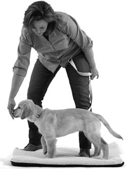 Иллюстрация к книге — Дрессировка без наказания. Пять недель, которые сделают вашу собаку лучшей в мире [i_061.jpg]