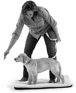 Иллюстрация к книге — Дрессировка без наказания. Пять недель, которые сделают вашу собаку лучшей в мире [i_071.jpg]