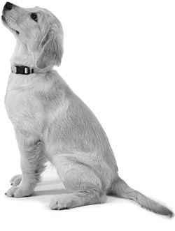 Иллюстрация к книге — Дрессировка без наказания. Пять недель, которые сделают вашу собаку лучшей в мире [i_072.jpg]