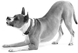 Иллюстрация к книге — Дрессировка без наказания. Пять недель, которые сделают вашу собаку лучшей в мире [i_074.jpg]